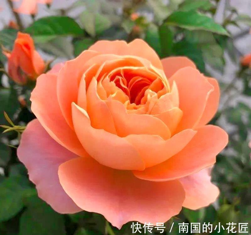 爆盆|把果汁阳台从小苗养到爆盆,只要两招,不仅花多颜色也美