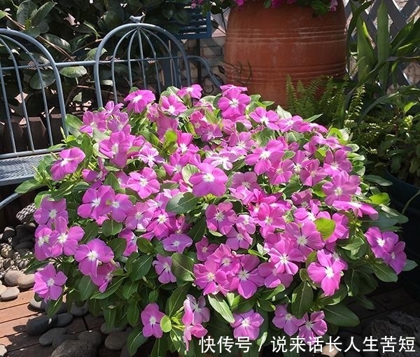 长春花|六月逛花市,看到几种便宜花,喜欢的可以入手,超级爱开花