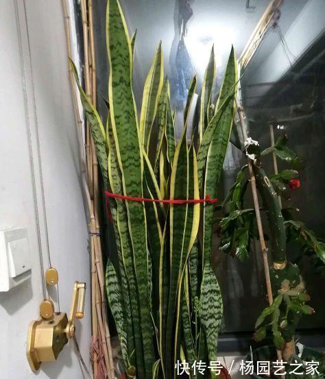 花盆|天热养虎皮兰，两步要做好，叶片纹路漂亮，花芽挤满花盆