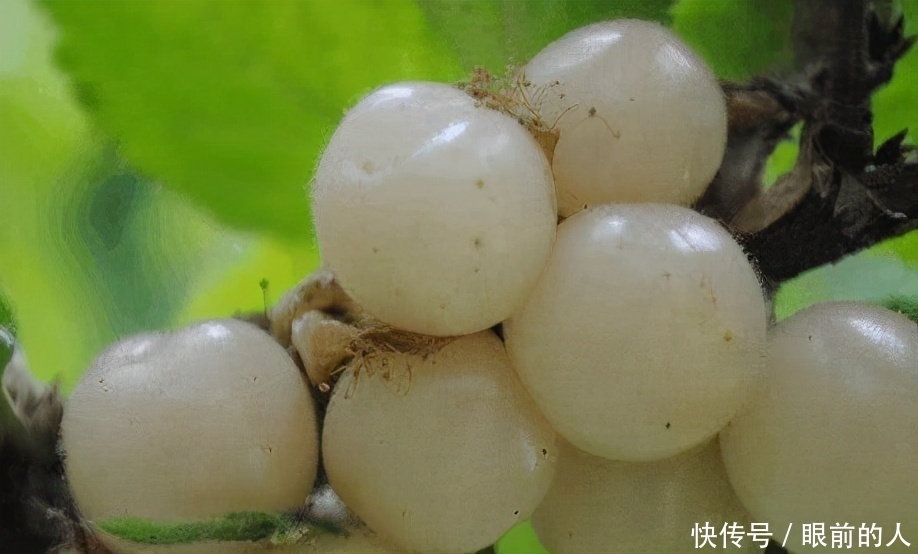 女性|女性到了中年,推荐3种食物,平肝降压,延缓衰老,增强抵抗力