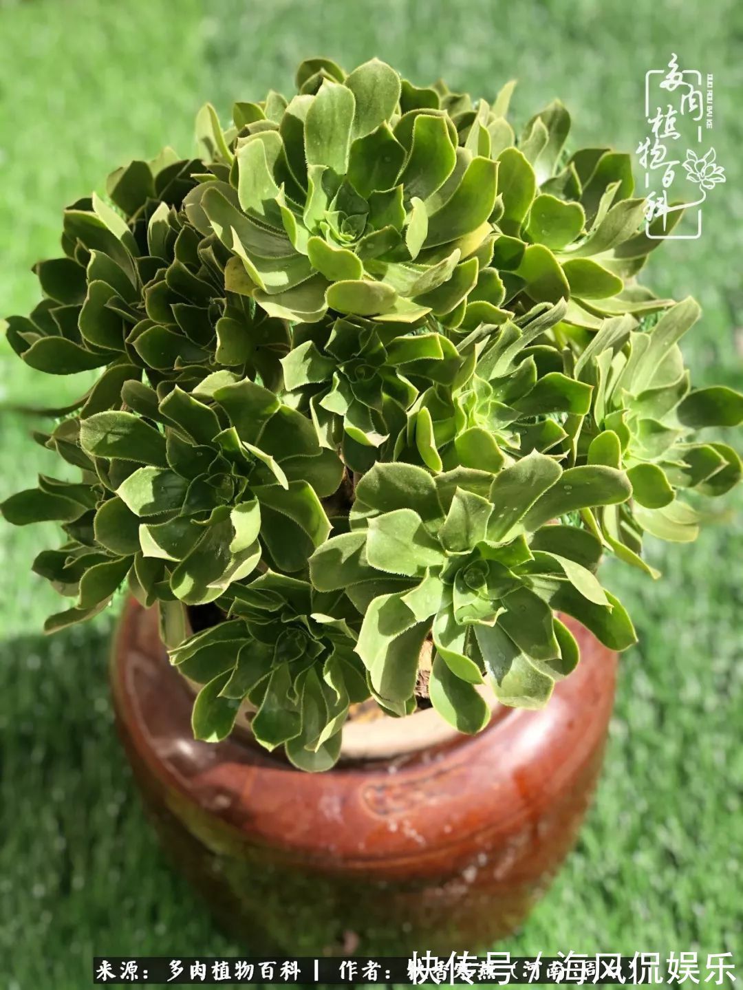 华丽|多肉千万种,我独爱法师!爱它的霸气,更爱它的华丽蜕变!