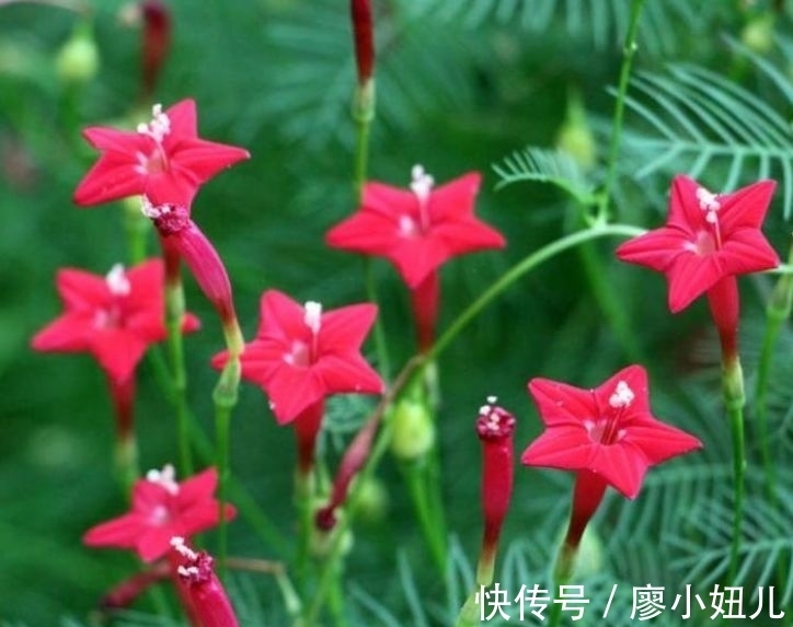 莺萝|4种堪称开花王,一开就是300多天,每天都有漂亮花赏