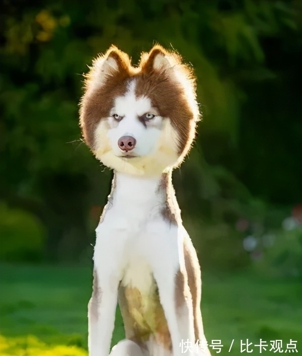 |自由让狗狗面目全非?柴犬别名日本哈士奇!搞笑它是认真的?