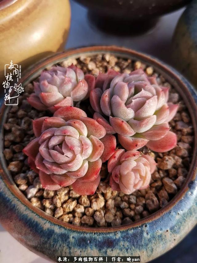 养多肉近四年，一路的走来，阳光总在风雨后！
