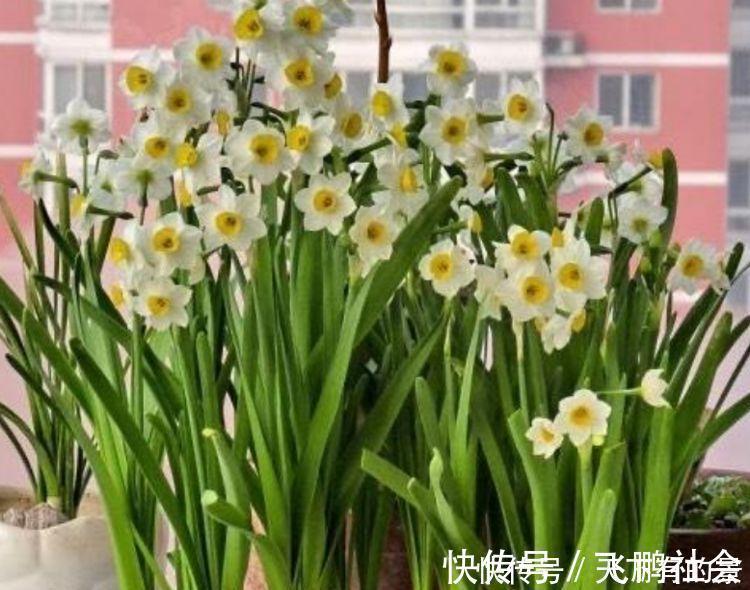 杜鹃花|3种“吉祥花”养家里,家庭越来越兴旺,旺夫旺子,幸福满满