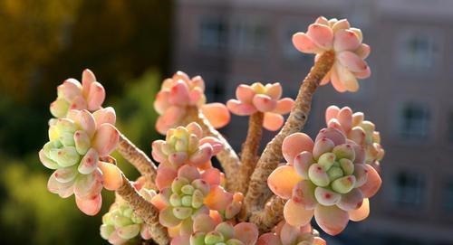 家里养多肉劳尔,了解掌握3个要点,上色美长满盆,变成香香老桩