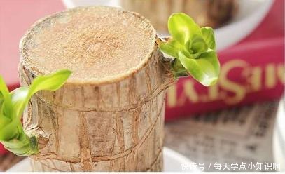 巴西木小盆栽又火了,注意几点,半截木桩子泡水里,也能越长越旺!