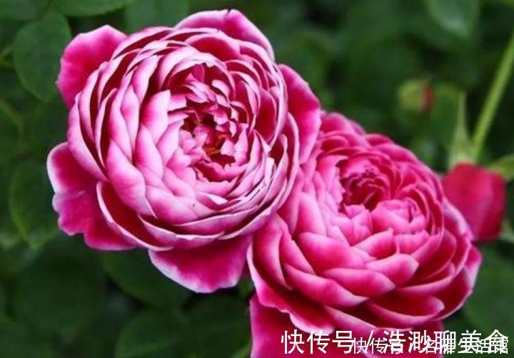 4种花最适合冬天养,浇水点就疯长,开花漂亮,人见人爱