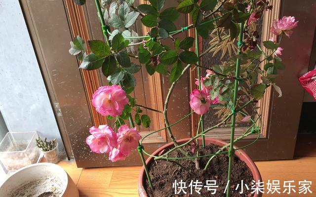 花苞|月季出现僵苗怎么办3个简单小方法,新芽花苞蹭蹭冒,开花99朵