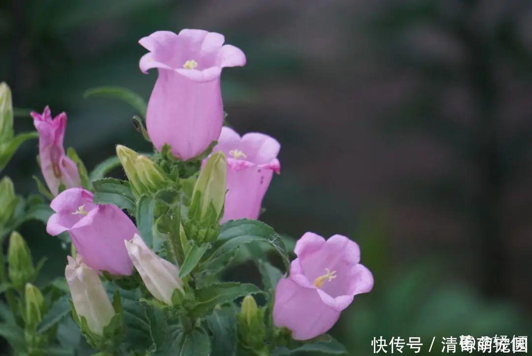 潮湿|超级“喜水”的花,3天不浇水,就离死不远了