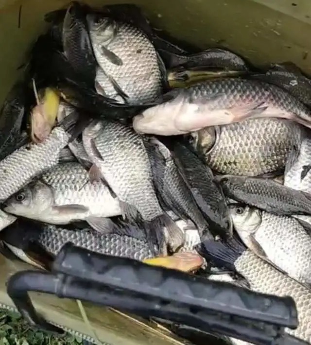 秋天应该怎么钓鲫鱼,酒米+蚯蚓好像不管用了