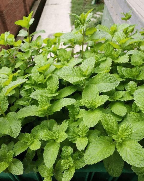 太阳花|急性子的人就养此4种花，掐个枝条插土里，当年就开花早看早知道