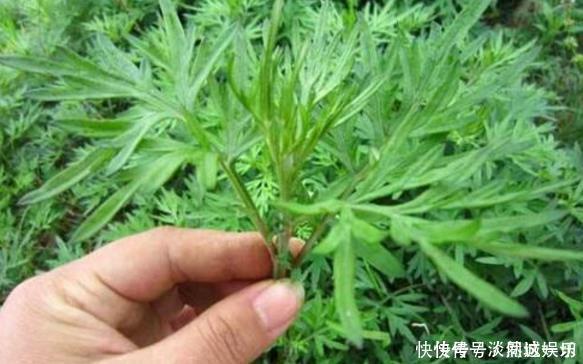 地里没人要的”野草“，腰间盘突出的“神仙草”，一用就见效