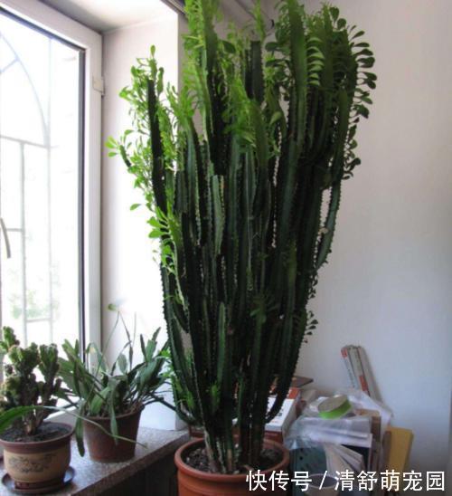 老花农都爱养的四大辟邪花卉,养一盆避邪镇宅,你家养了没?