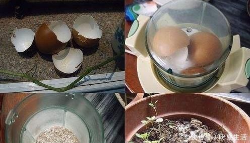 鸡蛋|花盆埋上“几粒它”，比鸡蛋壳、橘子皮强百倍养花一年不用施肥