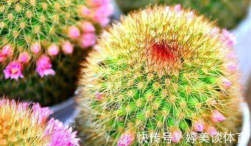 盆地|养花小技巧:仙人球浑身是刺,学好几个妙招,不到半年就开花