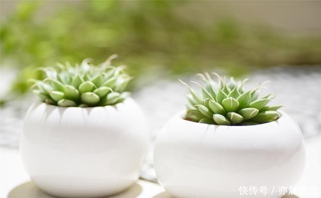养分|根系好的多肉，平时有这3种表现，及时培养快速长成老桩
