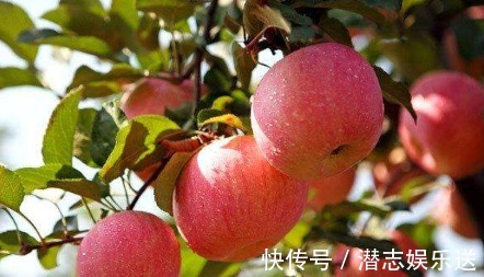 多吃|晚上吃苹果等于“吃命”医生不可忽视,吃对了才是真的健康