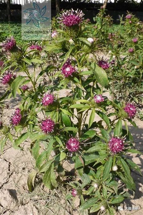 骨刺|足跟骨刺,疼痛巨甚,用此1味药煎汤泡脚1个月可痊愈