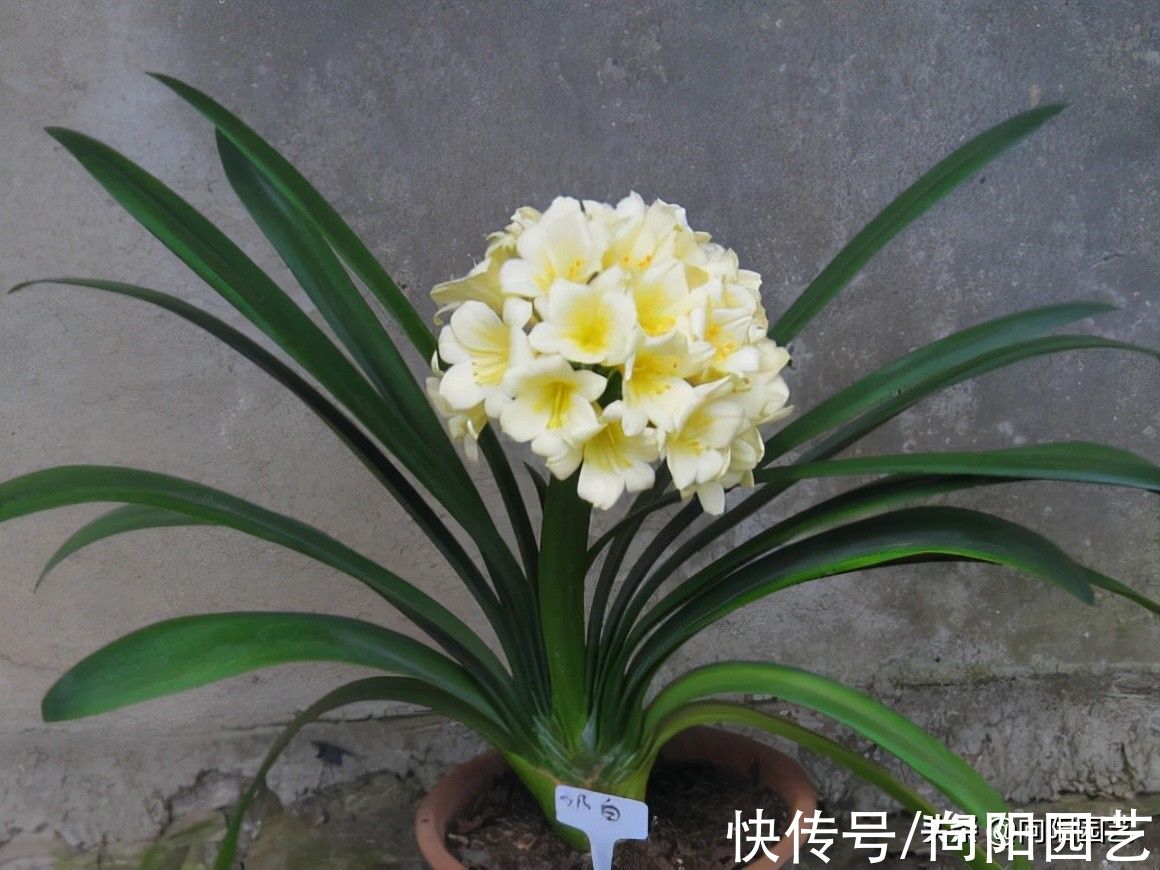 秋天养君子兰,赶紧追肥,要不到了冬天夹箭,不开花