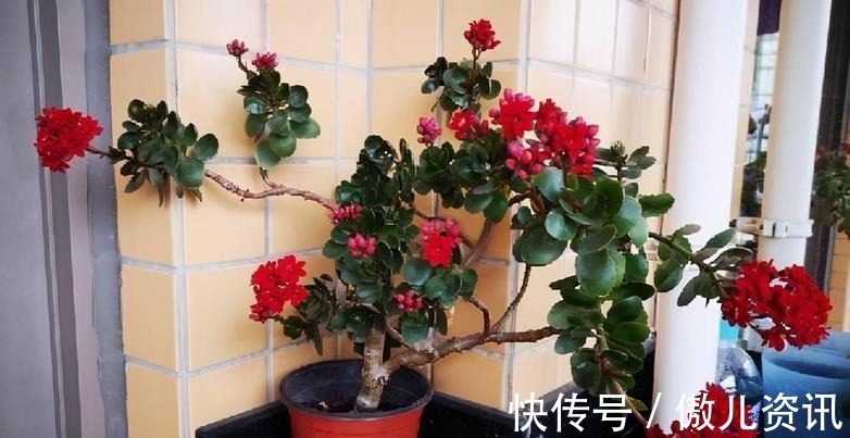 喜欢老桩盆景,该怎么拥有?老花匠:将新苗养成老桩才是最佳选择