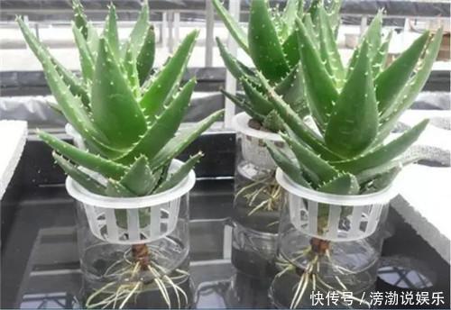 养护|多肉怕水其实错了!5个科属的多肉“水培”以后,会长得更好