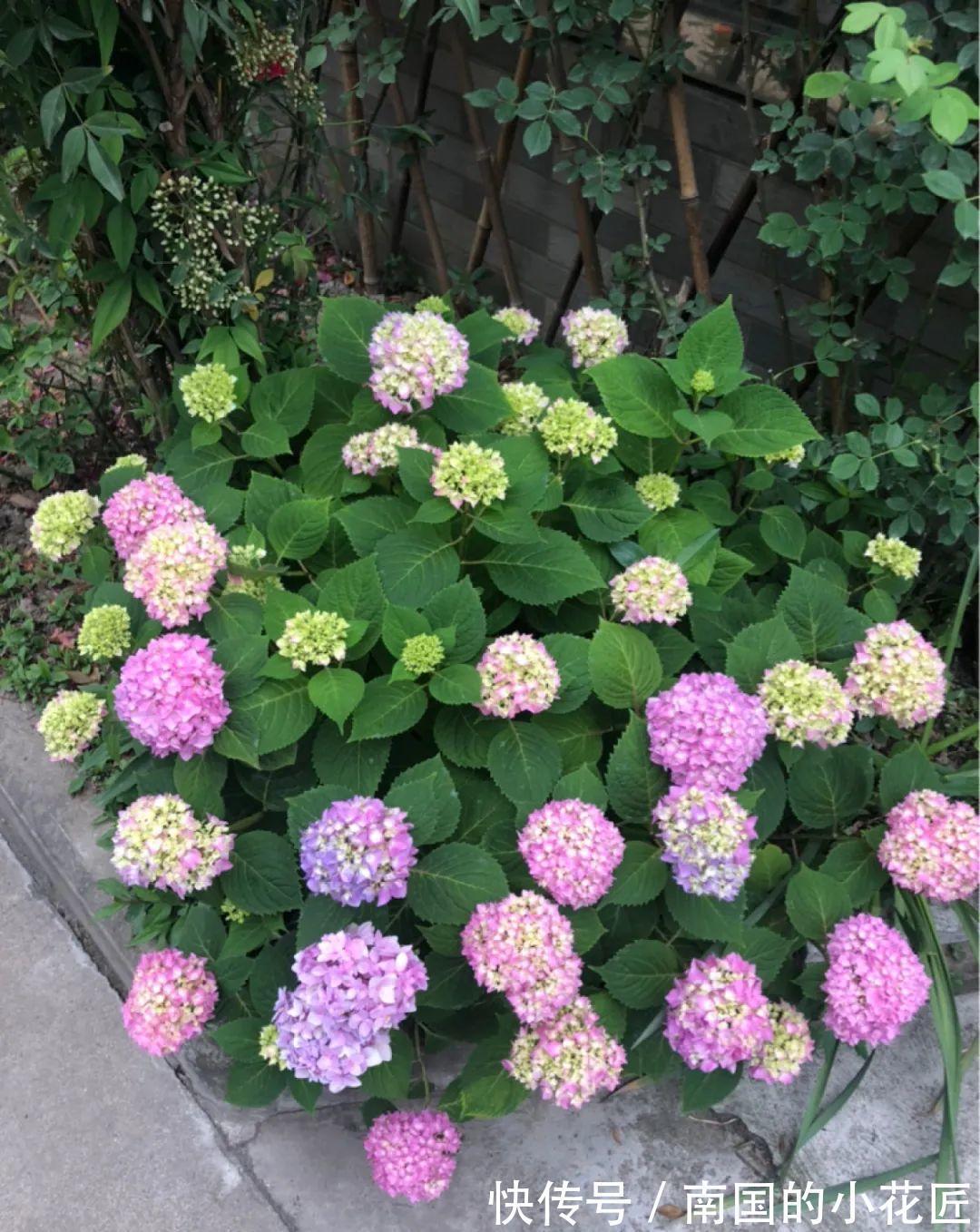 叶片|夏天怕晒的花，赶紧搬到阴凉地儿，再晒成枯杆了