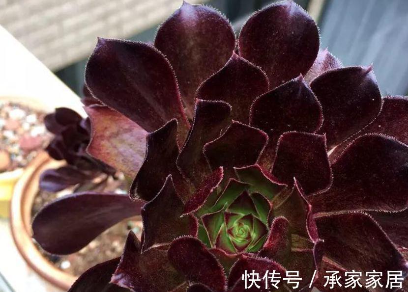 火红色|养多肉别随意,选这3款,养2年成老桩,身价倍增,赚大了