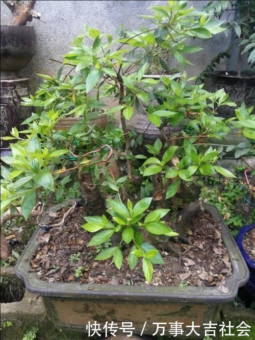 适应性|山上有什么植物适合用来做花卉盆景的吗?