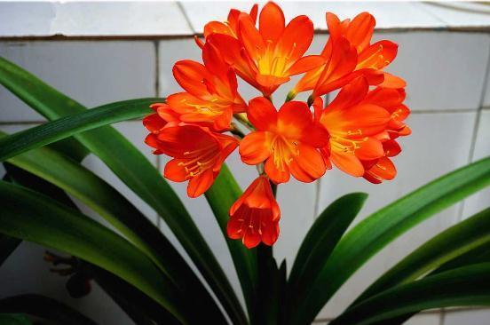 君子兰总是不开花,试试这种肥,用完促进花芽分化,抽箭快开花大