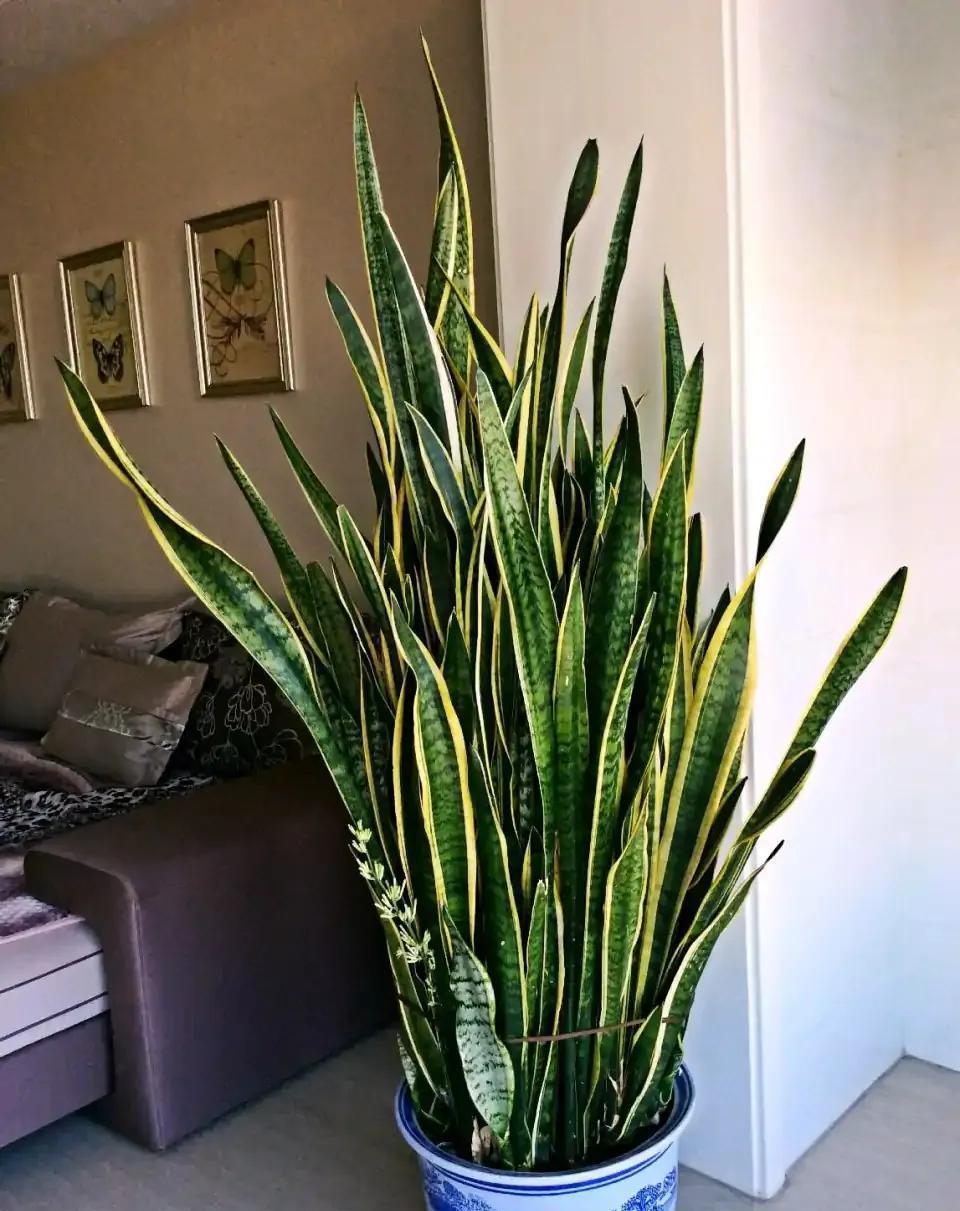 10种“吉利花”，“穷养”才能长大，越挤越壮实，越大越“旺家”