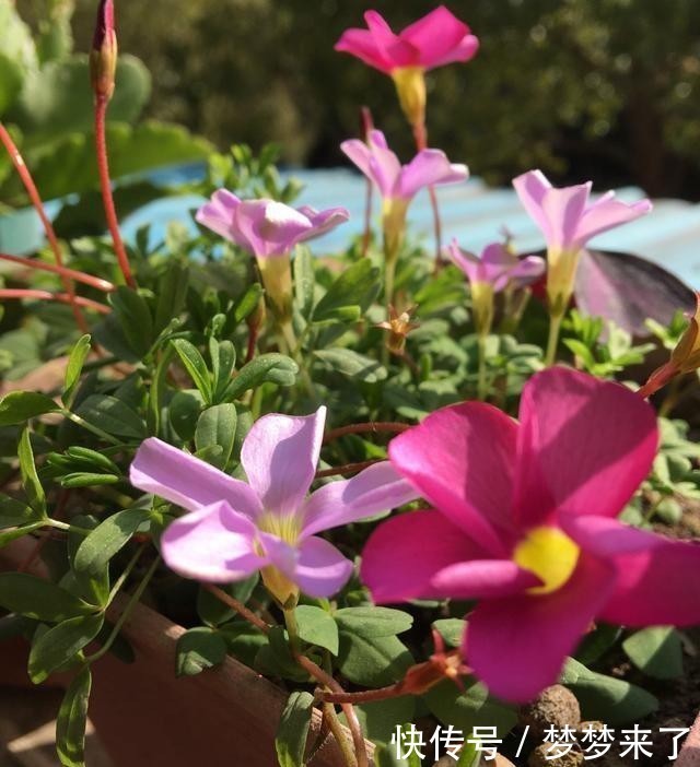 冬天|冬季阳台太单调,养3种花,颜色艳丽漂亮,开一个冬天