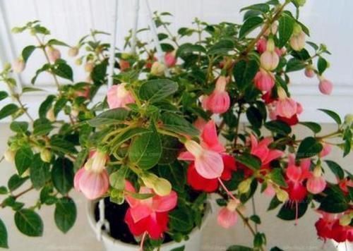 如何让阳台变成花园?跟着养护专家做,花期长管理省心