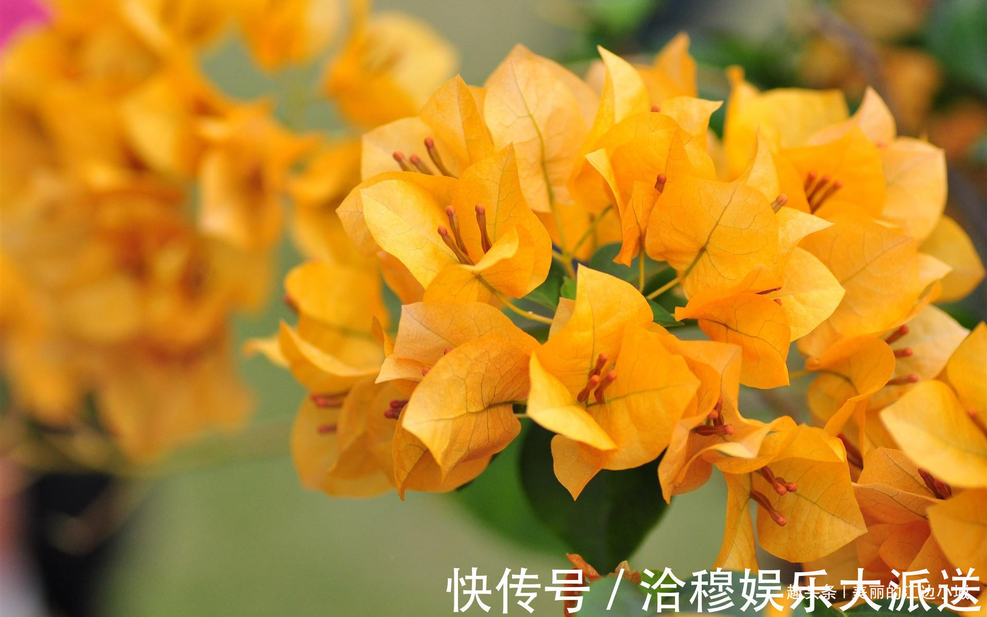 枝头|三角梅不开花，控制好浇水，一年四季开花不断，花开爆满枝头