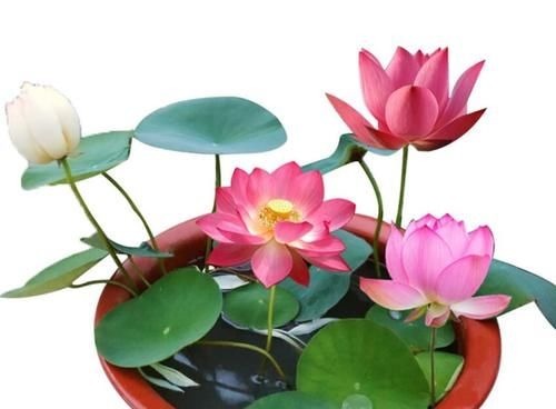 养花还不知道选啥？八种花从古到今一直受人喜欢，你家里有吗