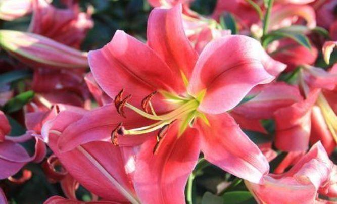 4款艳美的花卉,花大色艳花期长,阳台变温馨花园