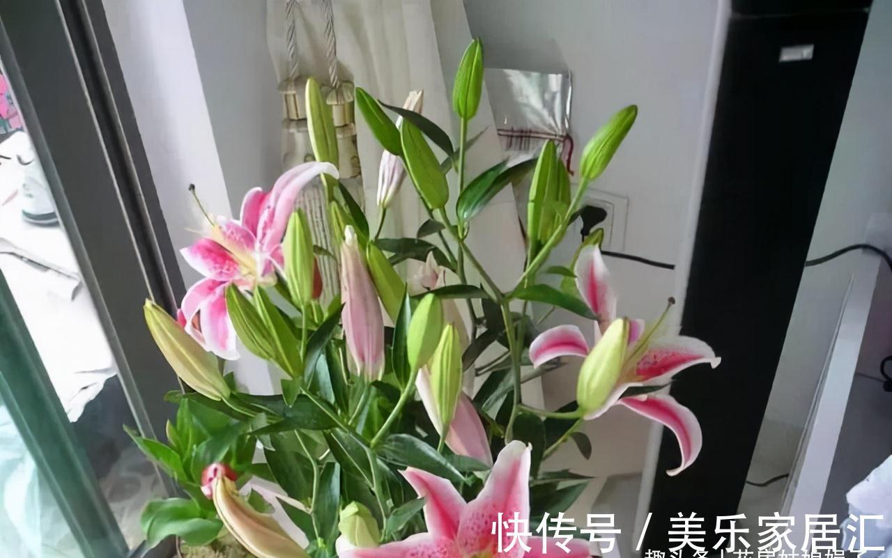 这6种花卉是“一次性的”,虽然不舍,但开完别再浪费时间去养