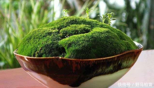 植物|路边挖来的青苔,只需2个步骤,7天长成微景观,比买来的还漂亮