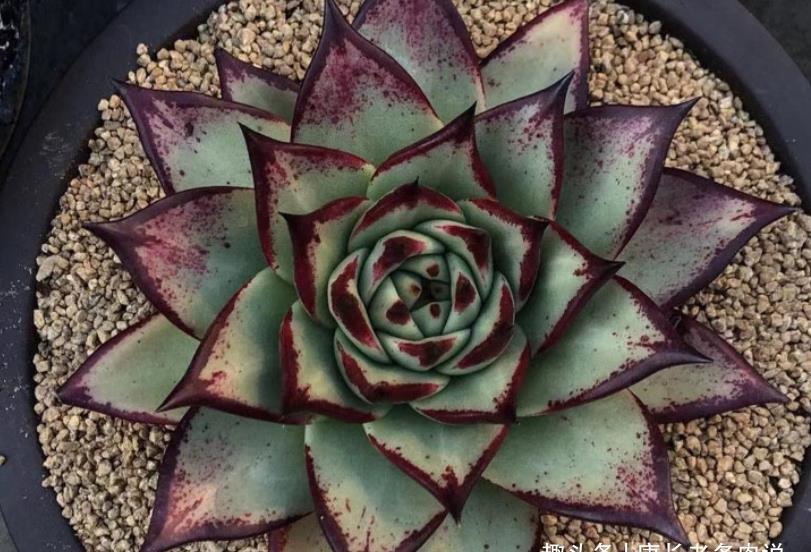 菲欧娜|不爱长杆子的多肉？试试这10个品种，我养好多年了它们还是没长高