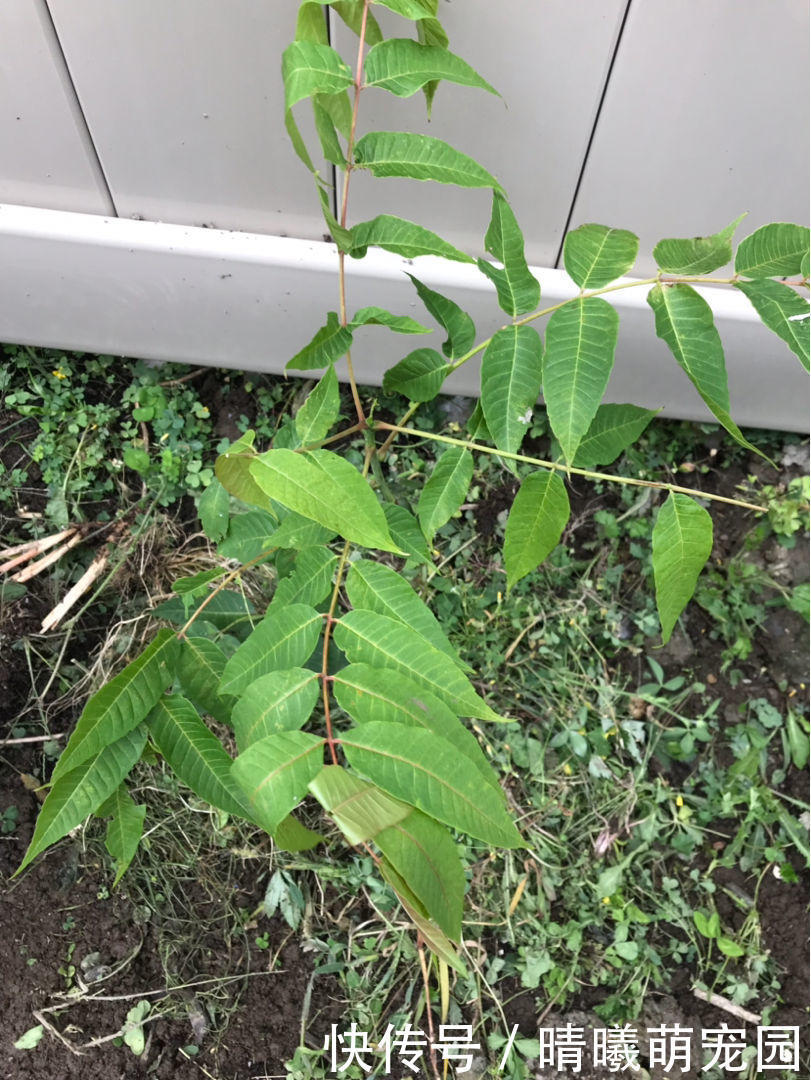 紫色|农村常见的5种野生蔬菜,城里人贼喜欢,健康美味有营养