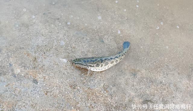 老乡|广东汕头水库黑鱼泛滥,附近老乡有人开车载鱼上岸