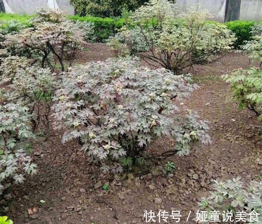 9种花是富贵命,必须大盆养,小盆养会憋死