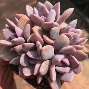 罗密欧|4种多肉,适合夏天养,叶片红彤彤,轻松胖成球