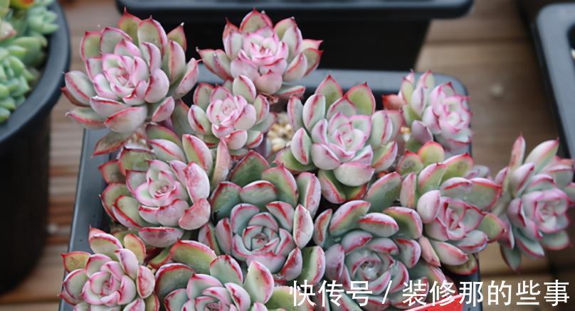 浇水|多肉花月夜叶片皱皱的要小心，可能是这些地方出问题在警示