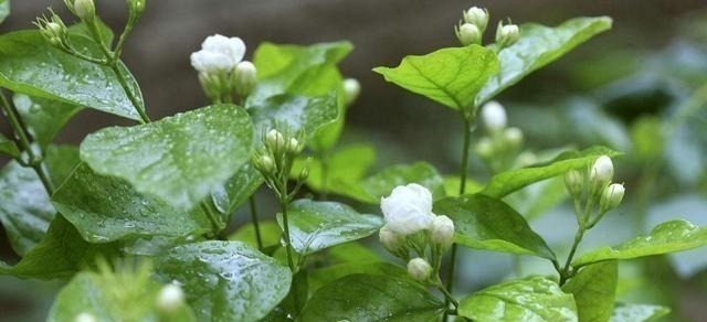 茉莉土加“一料”,不黄叶不徒长,易生根长得旺,养成繁花老桩!
