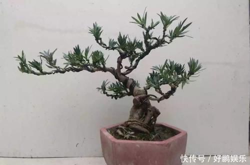 4种不同风格的花,谁见了都爱养,各有各的气质