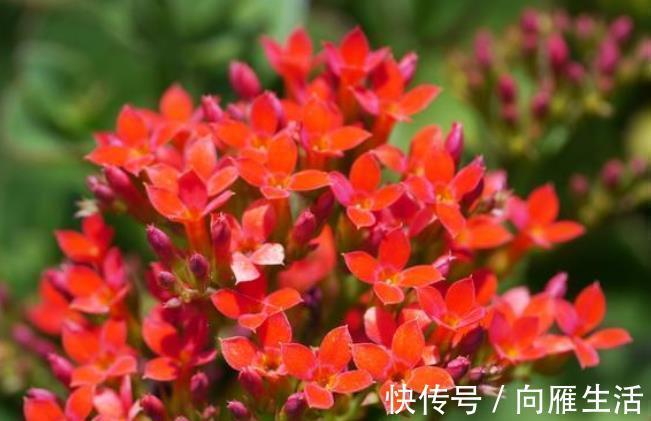 此花被称为“长寿花”,花友告诉3个“秘诀”,开花越来越多