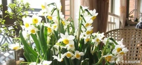 盆盆|秋冬养花,此“3种”不能养,盆盆是“毒花”,2克就中毒