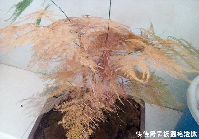 养文竹浇水要小心,注意3个方法,不黄叶、不烂根,蹭蹭长