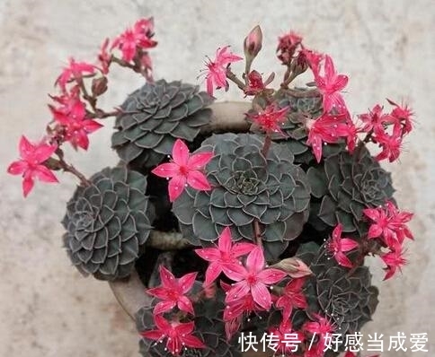 美丽莲|少有人养的冷门多肉,没想到还是个“花仙子”,开花如此惊艳!